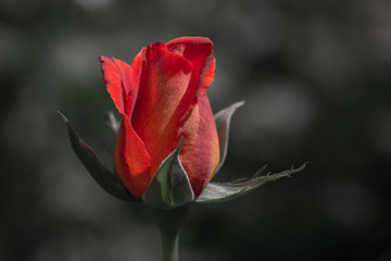 One red-orange rose on dark free background