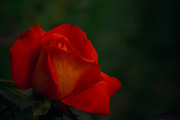 One red-orange rose on dark free background