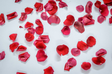 Rose petals with a  glossy white background. 