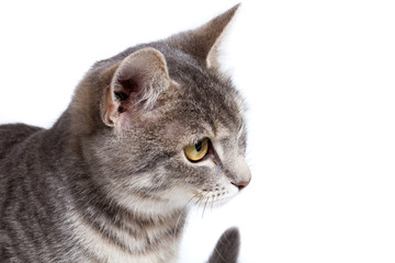Fototapeta premium gray tabby kitten on white