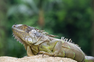 Iguana, an endangered species of lizard. Portrait of green iguana