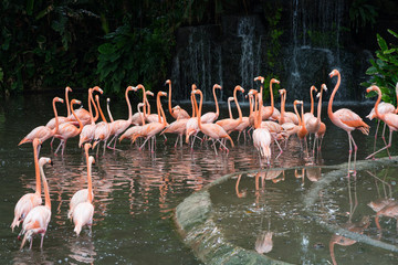 Pink flamingos in Singapore