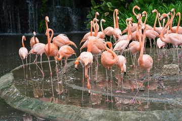 Pink flamingos in Singapore