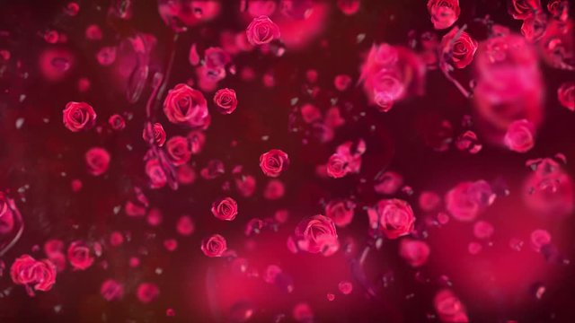 Valentinstag fallende Rosen hinter einer Glasscheibe mit Wassertropfen