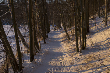 Snowy forest path on a sunny winter day