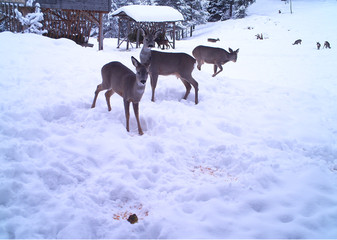 Fototapeta na wymiar Deer roe looking in a snowy winter day