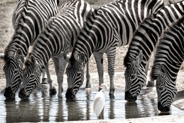 Fototapeta na wymiar Drinking Zebras