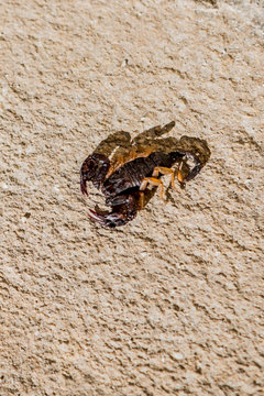 Scorpion dans l'Abbaye de Montmajour près d'Arles