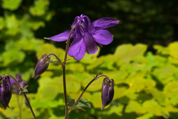Aquilegia vulgaris nel sottobosco