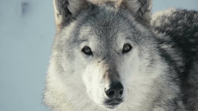 beautiful gray wolf staring, close-up