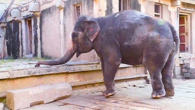 HOLY ELEPHANT OF HAMPI, UNESCO HERITAGE SITE, KARNATAKA, INDIA