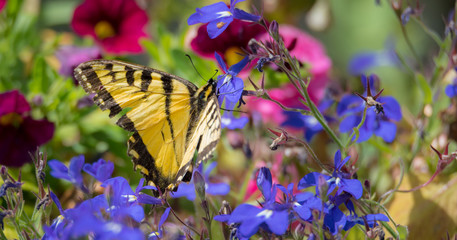 Battered & torn Eastern Tiger Swallowtail - (Papilio glaucus) with bright yellow & black but damaged wings, appears no less for the wear as it flits from flower to flower collecting nectar.