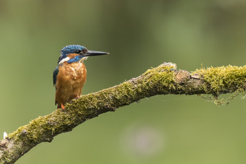 Kingfisher closeup