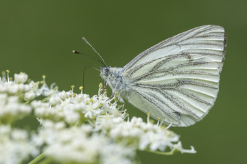 Green-veined white (Pieris napi)