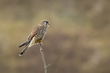 Kestrel falco tinnunculus hunting