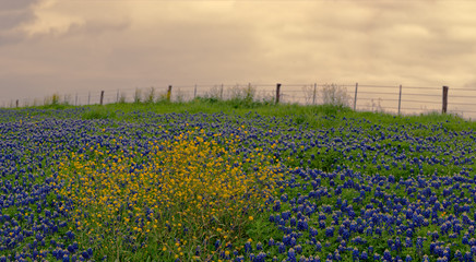 Bluebonnets and wildflowers along backroads of west Texas at sunset