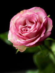 beautiful pink rose