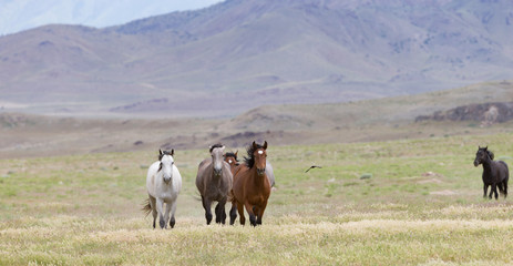 Wild Mustangs in the Great Basin Desert of Utah	