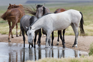 Obraz na płótnie Canvas Wild Mustangs in the Great Basin Desert of Utah 