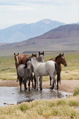 Fototapeta na wymiar Wild Mustangs in the Great Basin Desert of Utah 