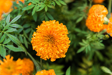 Marigold in the garden Thailand