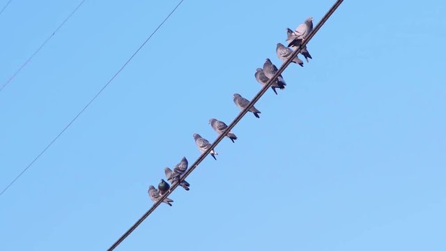 Pigeon Birds Grouping Together on a Wire then Taking Flight