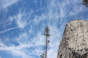 Yosemite Tree