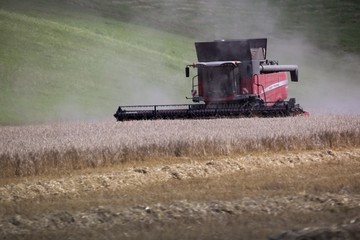 Fototapeta premium Agricultural machine, the harvester then the field with the grain. Europe, country Slovakia. Red harvester mowed down grain.