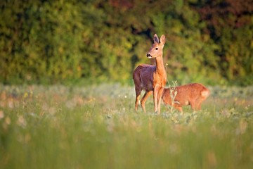 Capreolus capreolus,  Roe Deers walking on the agricultural field. Wildlife animals. Europe, Slovakia.