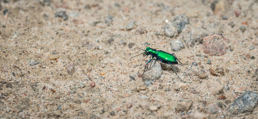 Metallic Green Six spotted Tiger beetle - (Cicindela sexguttata).  Makes his way along a sandy part of woodland floor, hunting for insects. 