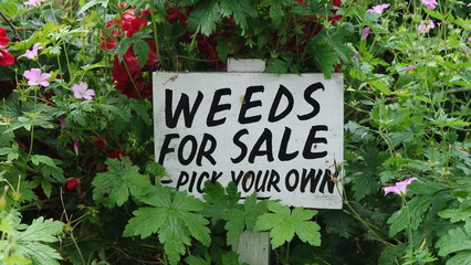 Weeds for sale.