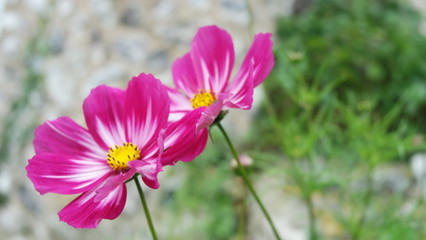 Magenta flowers in an English garden.