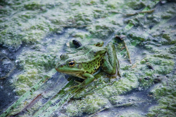 Fototapeta na wymiar background with green frog and river aquatic plants 