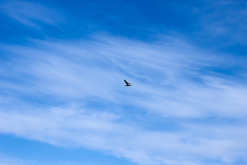 blue sky and seagull, nature background with bird