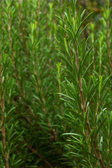 Obraz premium Rosmarino (Rosmarinus officinalis) - rametto con foglie