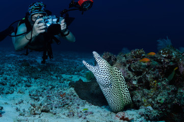 Diver and moray eel