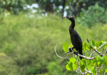Isolated Cormorant Bird Sitting on a Tree Branch waiting for Fish Hunt  
