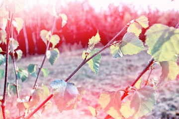 Green birch leaves on a background of the spring landscape.