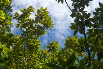 Photo sur Plexiglas Magnolia lot of magnolia branches against the blue sky.