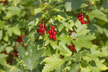 Red currant