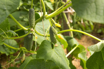 Growing cucumbers