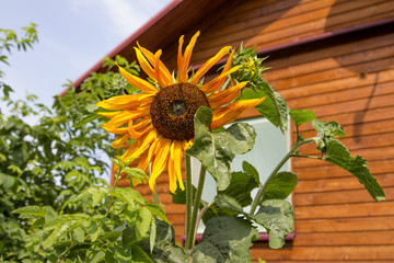 Sunflower in garden