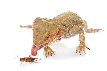 bearded dragons eating cricket