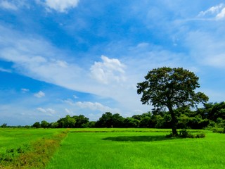 Fototapeta na wymiar Beautiful Tree in a Paddy Field with Blue Sky and Clouds in Sri Lanka