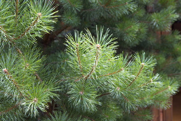 Pine tree