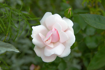 Pale pink rose