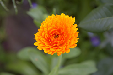 Orange flower