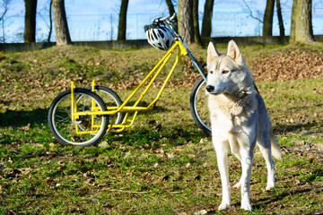 Siberian huskies waiting for the race. Dog sledding. A Dog's Life sporting dog.