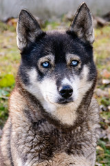 Sad Siberian Husky waiting to master. Moulting dog. Proud husky. Dog life.