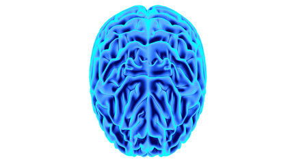 Human brain 3D render